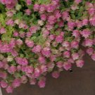 Kent Beauty Origanum Ornamental Oregano Small Rooted Starter Plant Stunningly