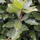 Laurus Nobilis Bay Leaf Tree Bay Laurel Sweet Bay Rooted Small Starter Plant