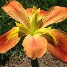 Count Pulaski Louisiana Iris Native American Wildflower Live Starter Plant