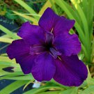 Jeri Louisiana Iris Native American Wildflower Live Starter Plant