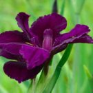 Full Eclipse Louisiana Iris Native American Wildflower Live Starter Plant Velvet Petals