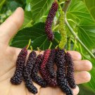 Dwarf Everbearing Black Mulberry Tree Starter Plant Morus Nigra Plant Edible Fruit