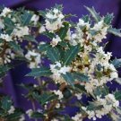 Party Princess Kaori Hime Fragrant Tea Sweet Olive Osmanthus Fragran Rooted Starter Plant Absolutely