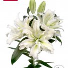 Aisha Double Oriental Rose Lily Bulb Gorgeous Highly Fragrant Double Blooms 1 Bulb