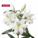 Ramona Double Oriental Rose Lily Bulb Gorgeous Highly Fragrant Double Blooms 1 Bulb