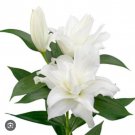 Gretha Double Oriental Rose Lily Bulb Gorgeous Highly Fragrant Double Blooms 1 Bulb