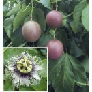 Possum Purple Passion Vine Fruit Live Small Rooted Starter Plant Passiflora Edulis Self Fertile