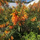 Candy Corn Cuphea Melvilla Starter Plant Attracts Hummingbirds Butterflies