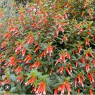 Cigar Cuphea Ignea Small Rooted Starter Plant Attracts Hummingbirds Butterflies