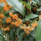 Apricot Echo Fragrant Tea Sweet Olive Osmanthus Fragran Rooted Starter Plant Absolutely Delightful F
