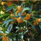 Apricot Echo Fragrant Tea Sweet Olive Osmanthus Fragran Rooted Starter Plant Absolutely Delightful F