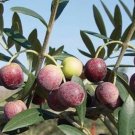 Arbequina Olive Tree Olea Europea One Small Rooted Plant