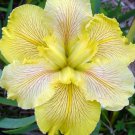 Fortune Finder Louisiana Iris Native American Wildflower Live Starter Plant Velvet Petals