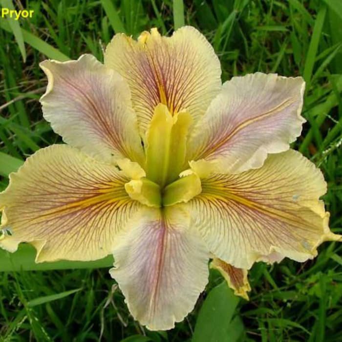 Wow Factor Louisiana Iris Native American Wildflower Live Starter Plant Velvet Petals
