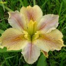 Wow Factor Louisiana Iris Native American Wildflower Live Starter Plant Velvet Petals