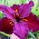 Red Velvet Elvis Louisiana Iris Native American Wildflower Live Starter Plant Velvet Petals