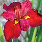 Ann Chowning Louisiana Iris Native American Wildflower Live Starter Plant