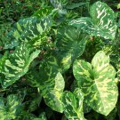 Hilo Beauty Elephant Ear Alocasia Small Rooted Starter Plant
