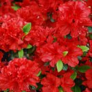 Girard Hotshot Deciduous Azalea Rhododendron Small Rooted Starter Plant Read All Information