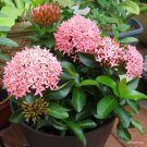 Dwarf Hawaiian Pink Tropical Ixora Plant Taiwanensis Well Rooted Starter Plant
