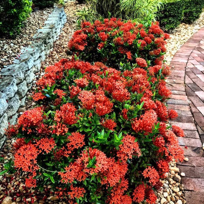 Live Dwarf Red Tropical Ixora Plant Taiwanensis Ships In Pot
