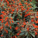 Bolivian Sunset Gloxinia Sylvatica Plant Attracts Hummingbirds Butterflies