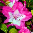 Vibrant Azalea Rhododendron Starter Plant Multiple Color Blooms A Rare Beauty
