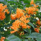 Orange Zest Flowering Jasmine Well Rooted Starter Plant Cestrum Aurantiacum Attracts Butterflies