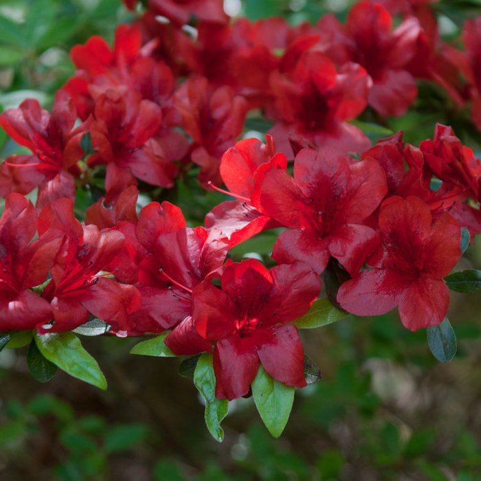Midnight Flare Azalea Rhododendron Deciduous Small Rooted Starter Plant