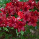 Midnight Flare Azalea Rhododendron Deciduous Small Rooted Starter Plant