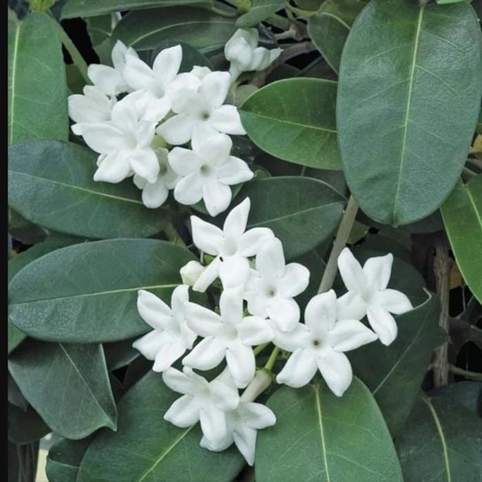 Madagascar Jasmine Green Leaf Stephanotis Small Rooted Starter Plant Very Fragrant