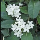 Madagascar Jasmine Green Leaf Stephanotis Small Rooted Starter Plant Very Fragrant