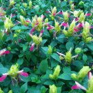 Fruit Cocktail Plant Well Rooted Starter Plant Justicia Brandegeana Blooms