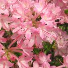 Pink Pearl Azalea Rhododendron Starter Plant Simply Gorgeous