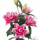 Samantha Double Oriental Rose Lily Bulb Gorgeous Highly Fragrant Double Blooms 1 Bulb