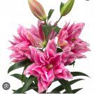 Shamira Double Oriental Rose Lily Bulb Gorgeous Highly Fragrant Double Blooms 1 Bulb