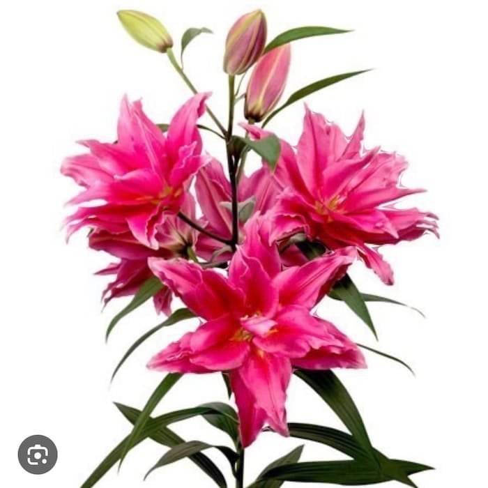 Viola Double Oriental Rose Lily Bulb Gorgeous Highly Fragrant Double Blooms 1 Bulb