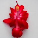 Lipstick Christmas Cactus Well Rooted Starter Plant Schlumbergera Truncata