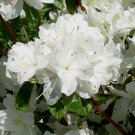 Deleare Valley White Azalea Rhododendron Starter Plant Pristine White Blooms And Lots Of Them A Rare