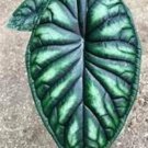 Dragon Scale Alocasia Baginda Small Well Rooted Starter Plant