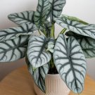 Silver Dragon Alocasia Baginda Small Well Rooted Starter Plant