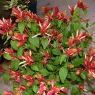Red Shrimp Plant Well Rooted Starter Plant Justicia Brandegeana Blooms
