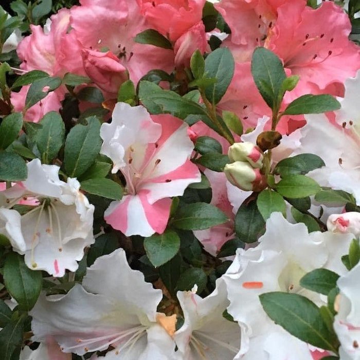 Hilda Niblett Azalea Rhododendron Deciduous Starter Plant Multiple Colors