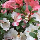 Hilda Niblett Azalea Rhododendron Deciduous Starter Plant Multiple Colors