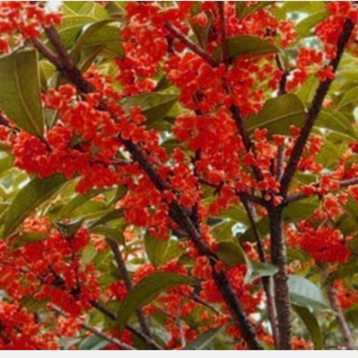 Beni Kin Mokusei Red Fragrant Sweet Tea Olive Osmanthus Fragran Rooted Starter Plant Absolutely Deli