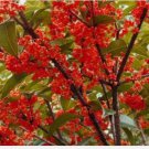 Beni Kin Mokusei Red Fragrant Sweet Tea Olive Osmanthus Fragran Rooted Starter Plant Absolutely Deli