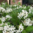 Confederate Star Jasmine Rooted Small Starter Plant Extremely Fragrant Vine