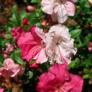 Conversation Piece Azalea Rhododendron Starter Plant Multiple Color Blooms A Rare Beauty