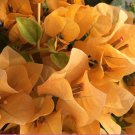 Topaz Gold Bougainvillea Small Well Rooted Starter Plant Live Bougainvillea Starter Plug Plant Usa S