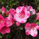 Kobai Azalea Rhododendron Starter Plant Stunning Variegated Hot Pink White Blooms Every Bloom Is Dif